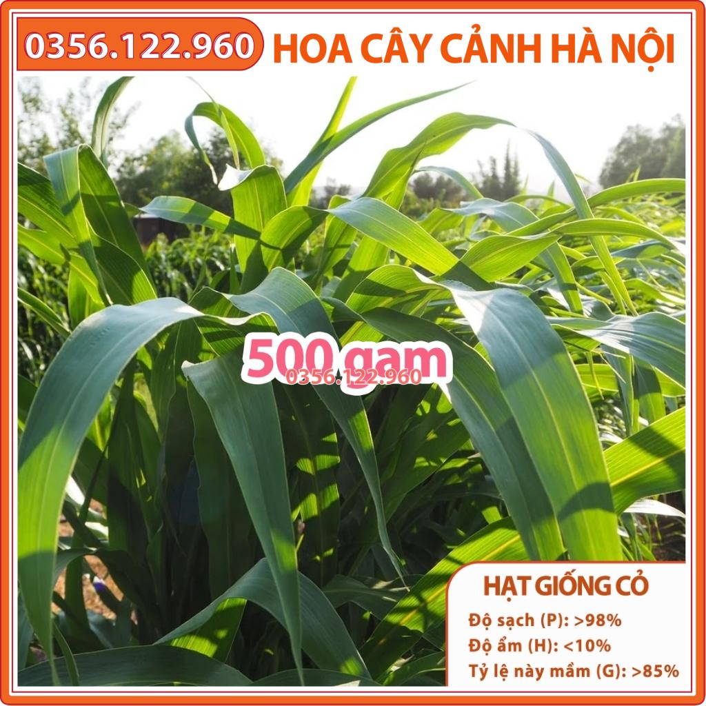 Hạt giống cỏ cao Lương Sudan Super BMR 500g