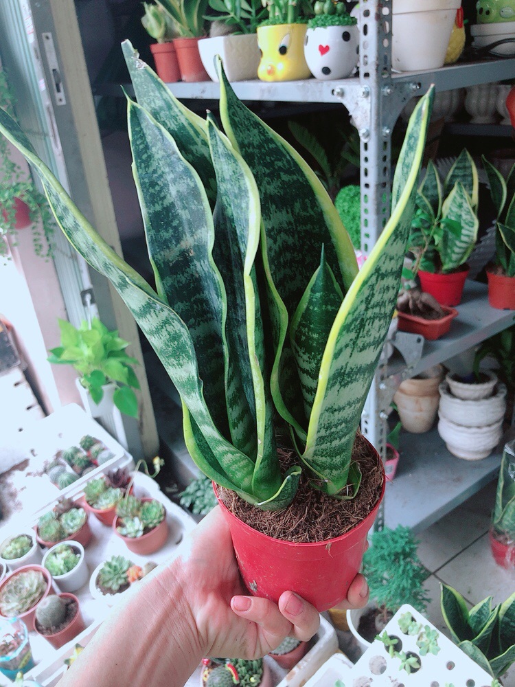 [HCM]Chậu lưỡi hổ cao