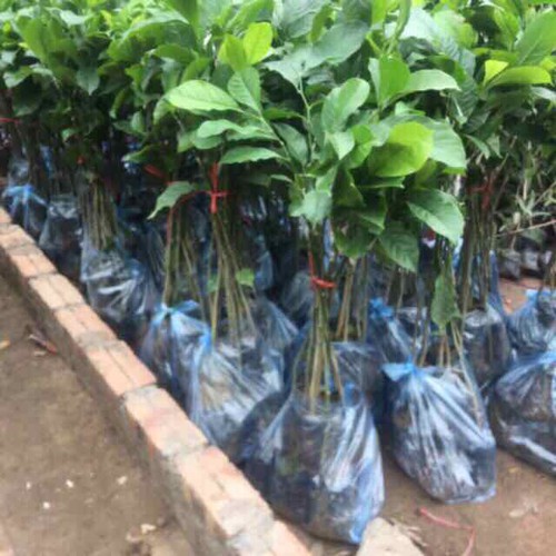 CÂY DỔI GIEO HẠT