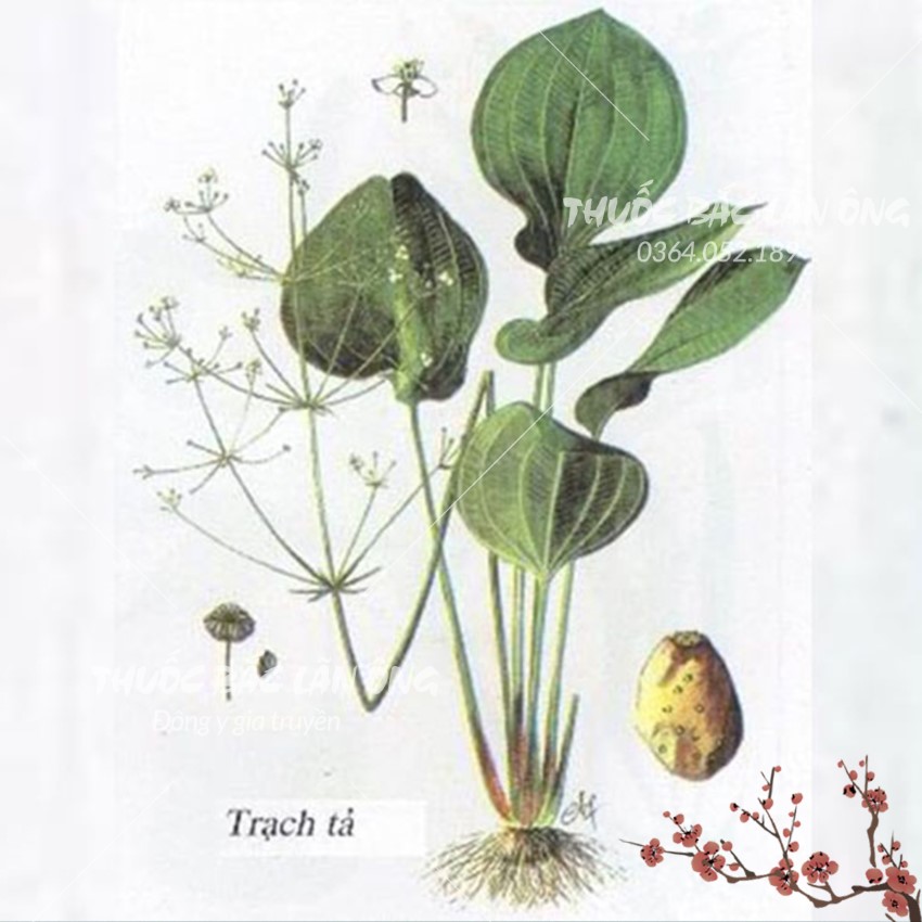 Trạch tả 100g, khô, thái phiến, thơm, sạch - Lãn Ông