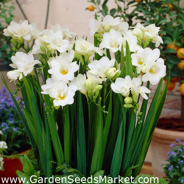 White South African Orchid Bulbs (1 Bulb with 1 Seedling Capsule)