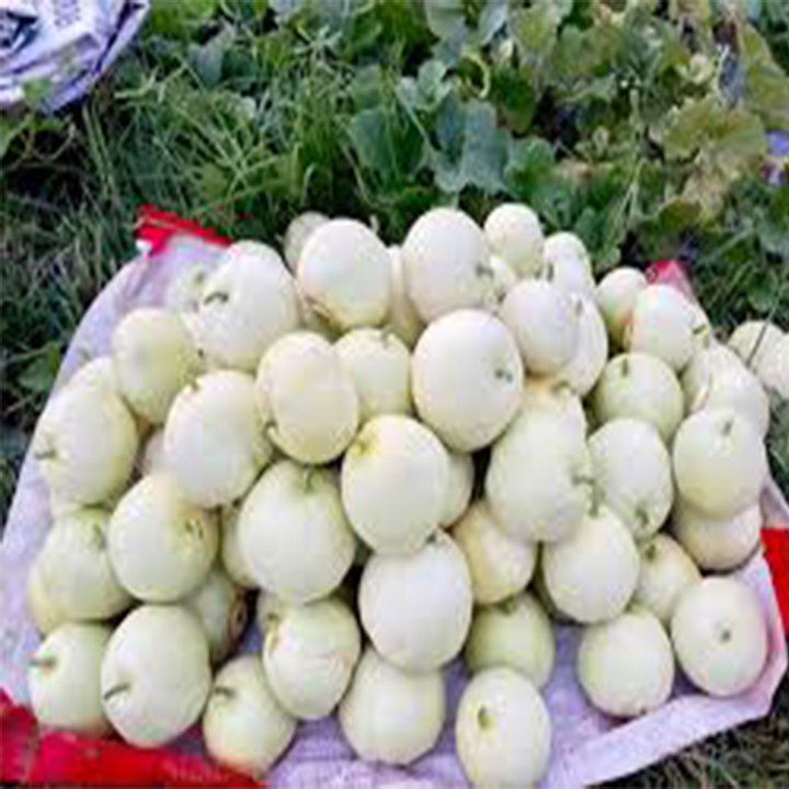 Hạt giống dưa lê trắng siêu ngọt 20 hạt