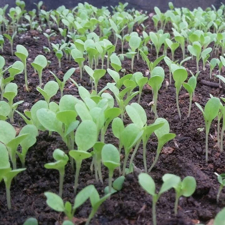 Hạt Giống Rau Cải Chíp (Cải Chít, Cải Thìa) 20g (5000 hạt giống)