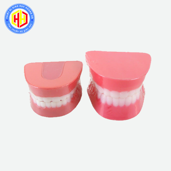 Đồ chơi mô hình hàm răng nhựa, đồ chơi thông tư