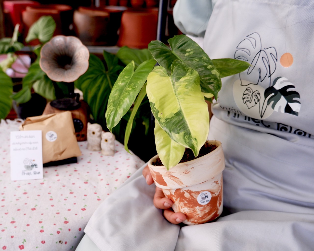 Cây Trầu Bà Tỷ Phú Var
