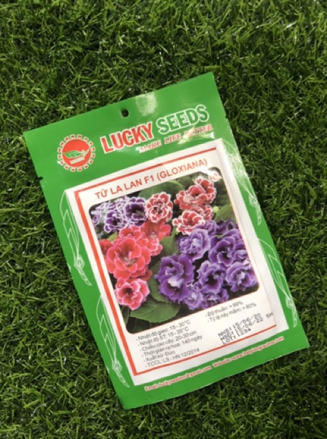 HẠT GIỐNG HOA TỬ LA LAN F1 (50hạt/gói)