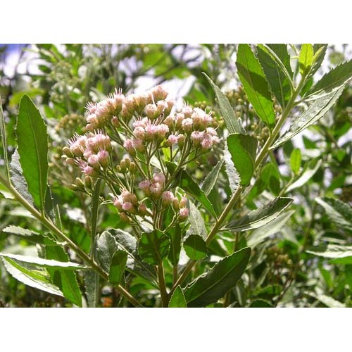 Cây Sài Hồ khô (500g)