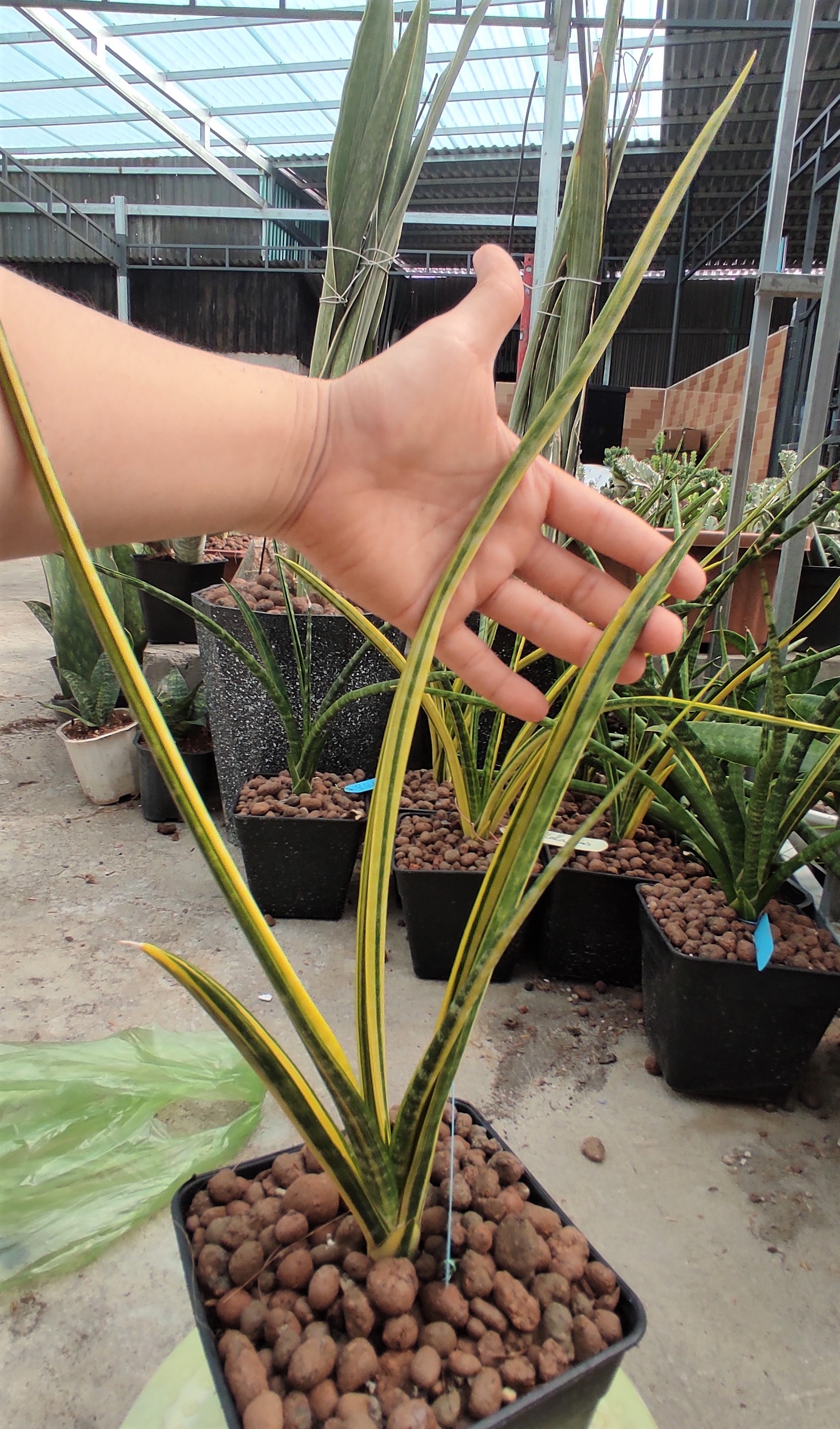 Cây lưỡi hổ - Sansevieria Stella Var