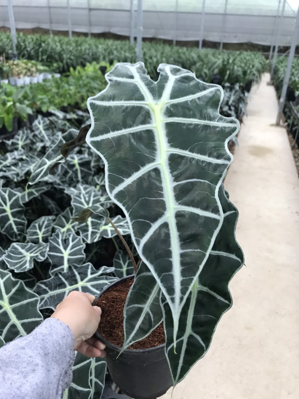 Môn quan âm Alocasia Amazonica (size lá hiện tại từ 20cm trở lên).