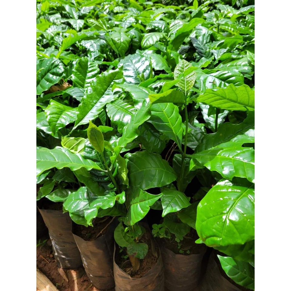 Xtra cây cà phê giống arabica.- vườn ươm eakmat tây nguyên
