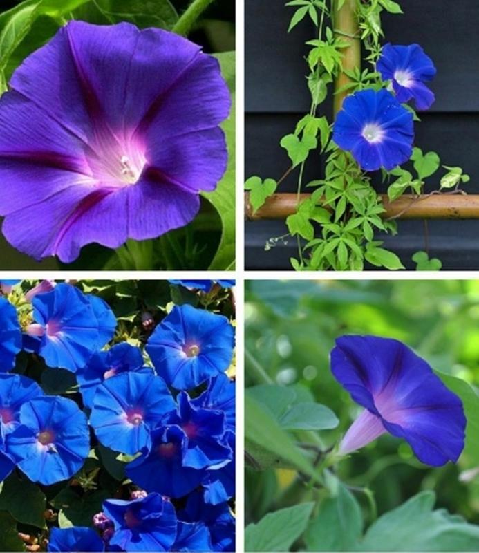 20 Hạt giống hoa Bìm bìm xanh