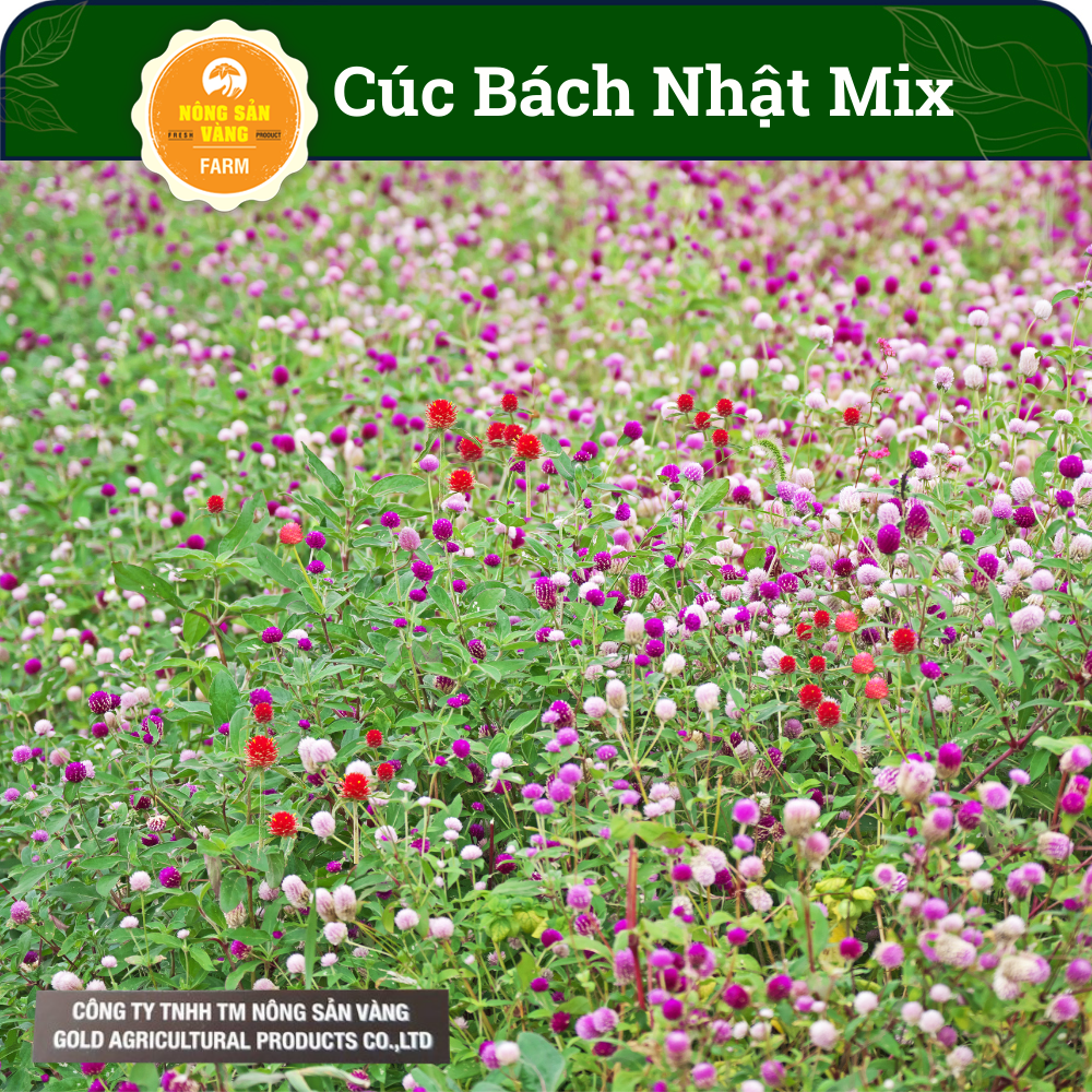 Flower seeds chrysanthemum button mix, beautiful for your garden for flower lovers, , flower seeds Gomphrena globosa