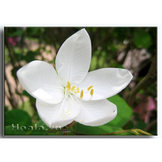 CÂY GIỐNG HOA BAN TRẮNG SIÊU ĐẸP