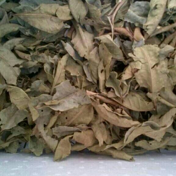 1kg trà lá vối