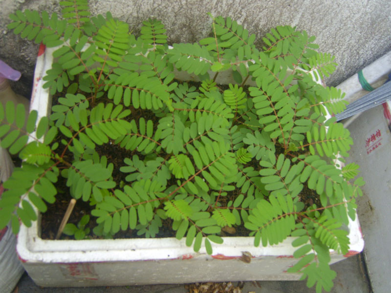 Hạt Giống So Đũa - 2gr