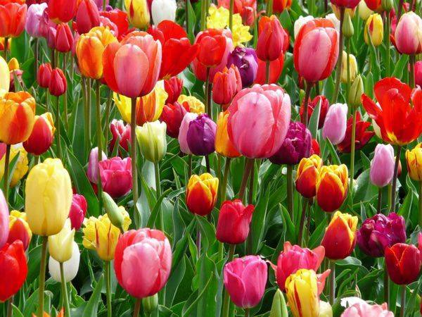 Combo 5 củ hoa tulip kép nhiều màu - trồng chơi tết