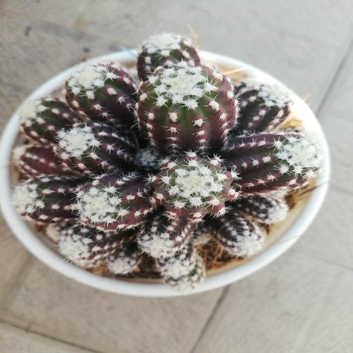 Xương rồng khế nguyên chùm