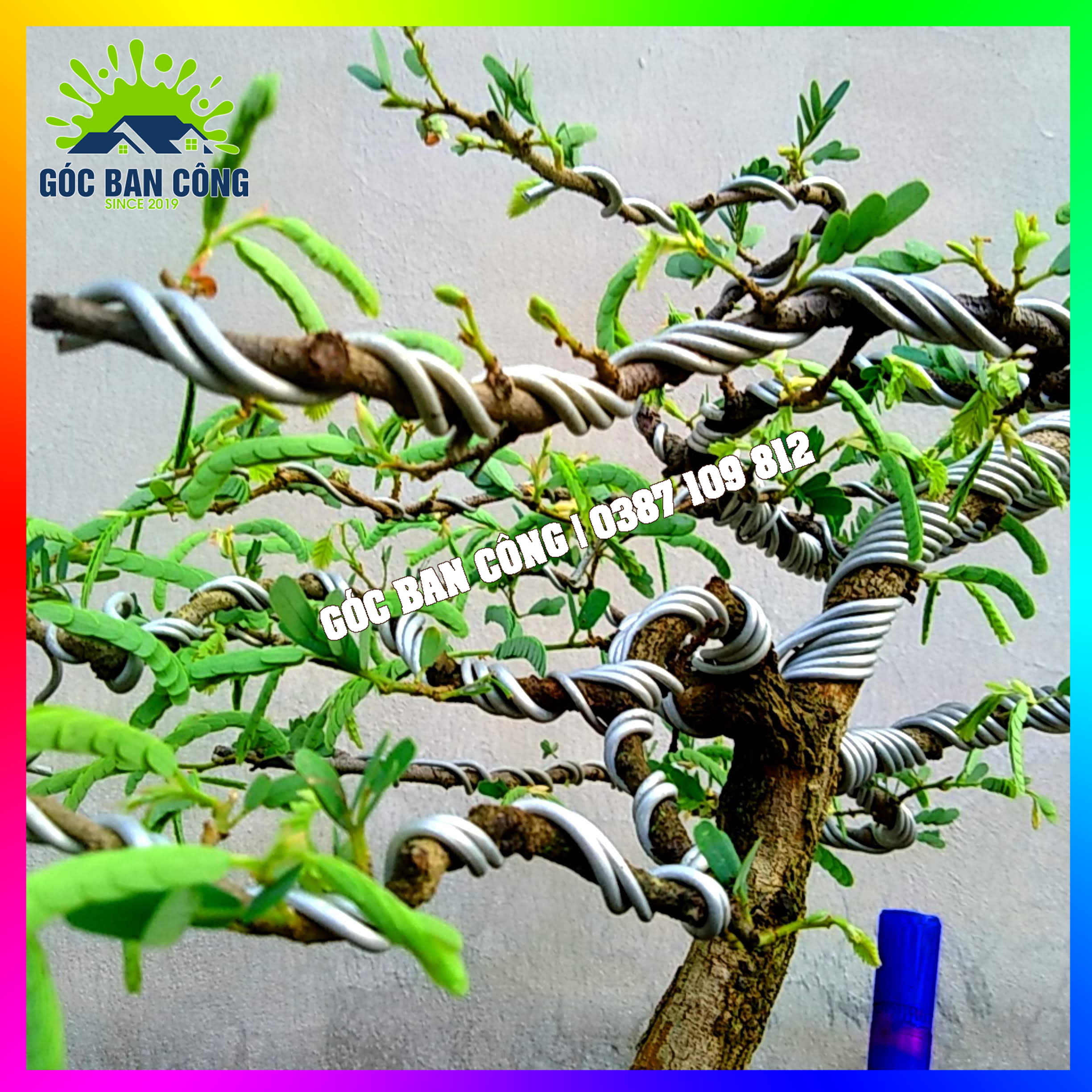Cây Me Bonsai Mini Dáng Bạt Phong Gió Lùa