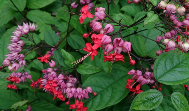 [Cây giống hoa] Ngọc Nữ Đỏ - Trang Flowers