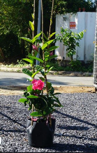 Cây hoa hồng anh leo cánh kép - Mandevilla sanderi