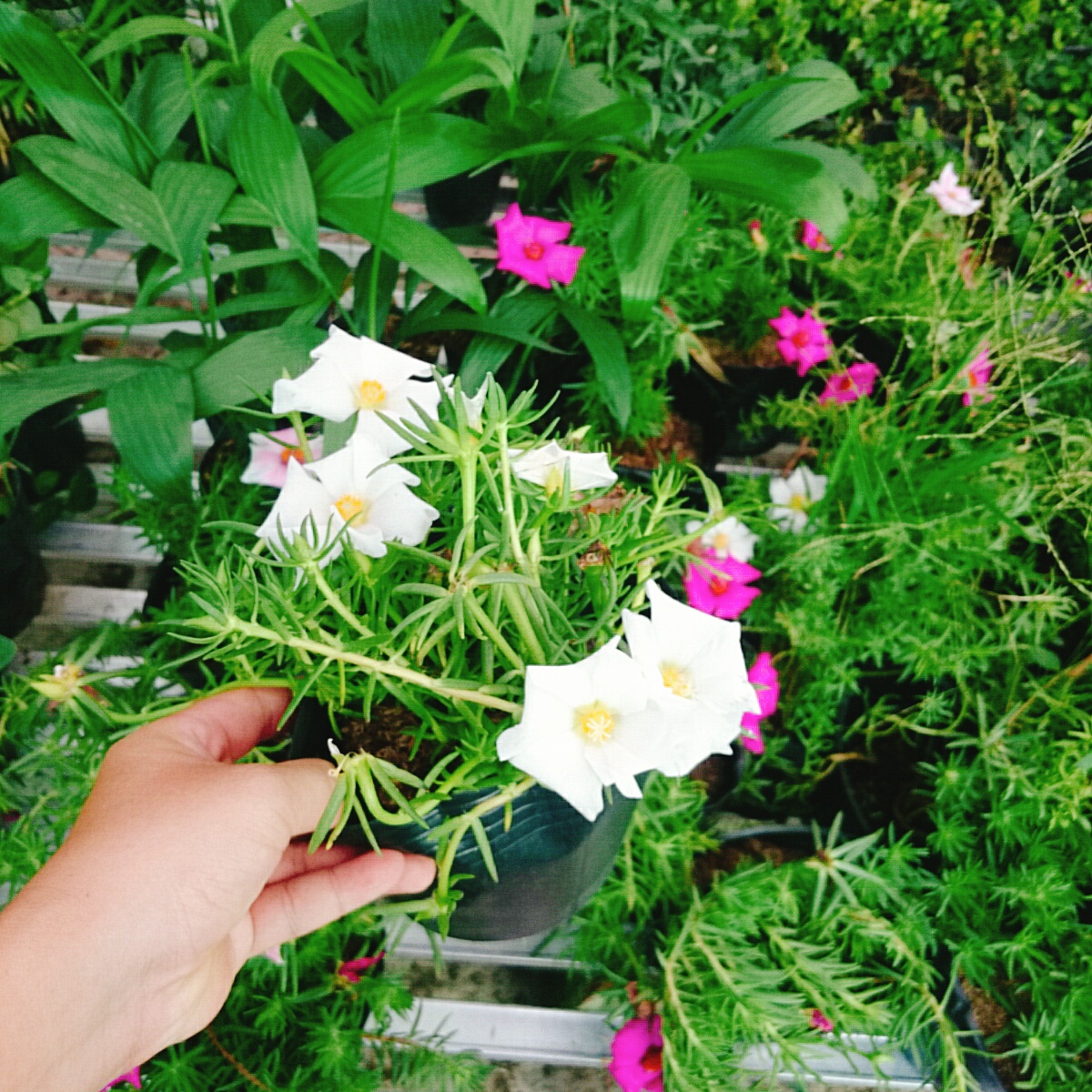 Cây Hoa Mười Giờ Mỹ - cây cảnh sân vườn