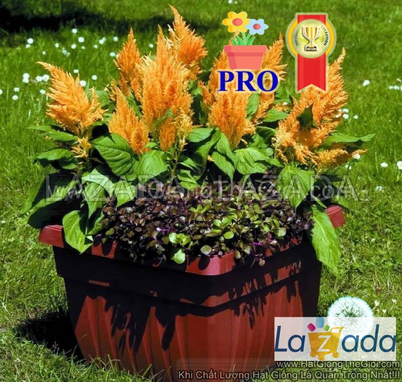 1000.HẠT Hạt Giống Hoa Mào Gà Lửa Fresh Look Gold F1Pro (| -KD: B36*X68)