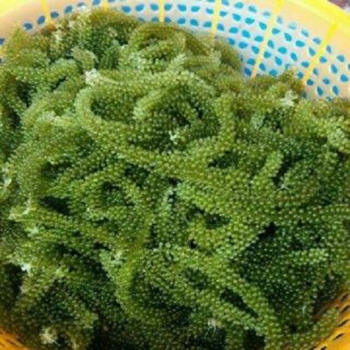 Rong biển (Nho biển) Nha Trang 100gr