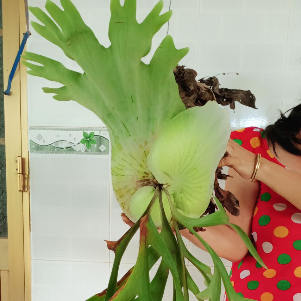 Cây Ổ Rồng