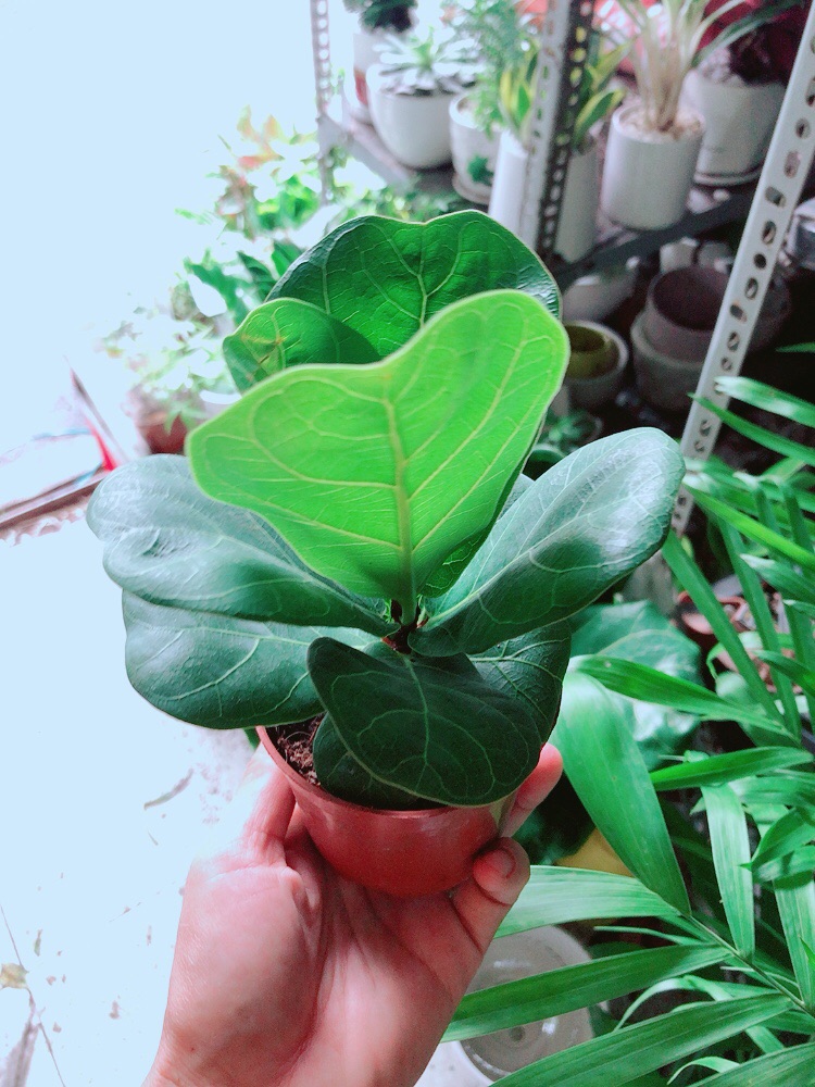 Cây Bàng Singapore Cao 20cm