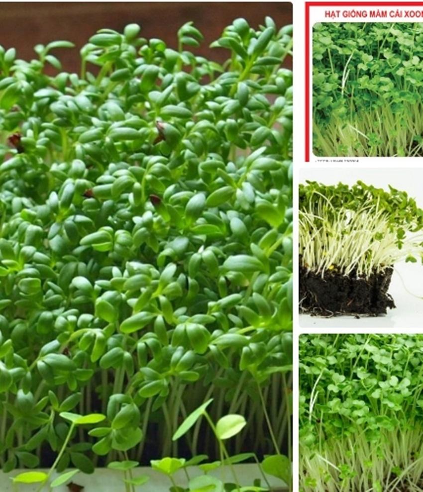 Hạt Giống rau Mầm cải xoong
