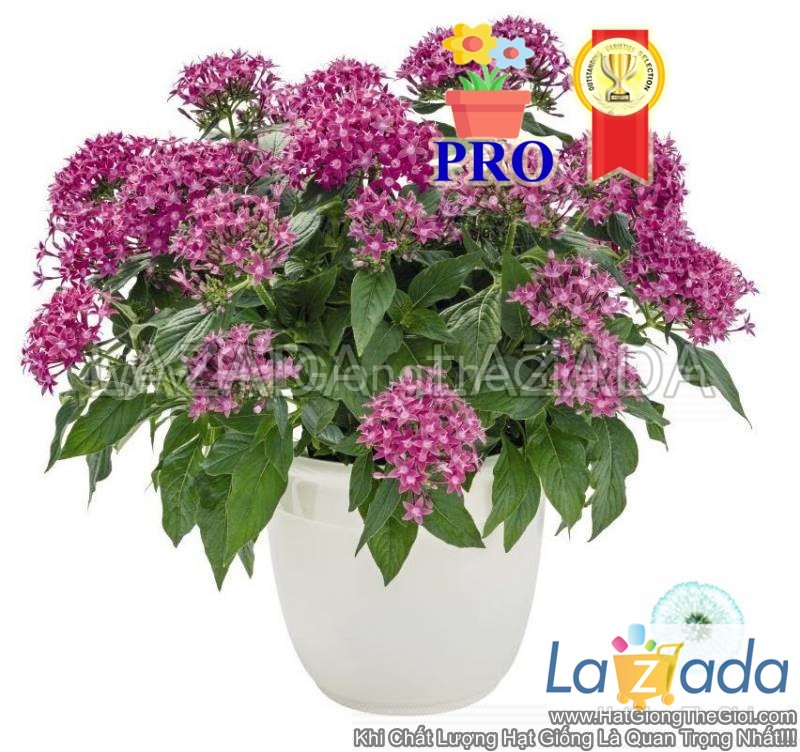 25h Hạt Giống Hoa Diễm Châu Graffiti 20/20 Tím Violet (| -KD: B36*X66)