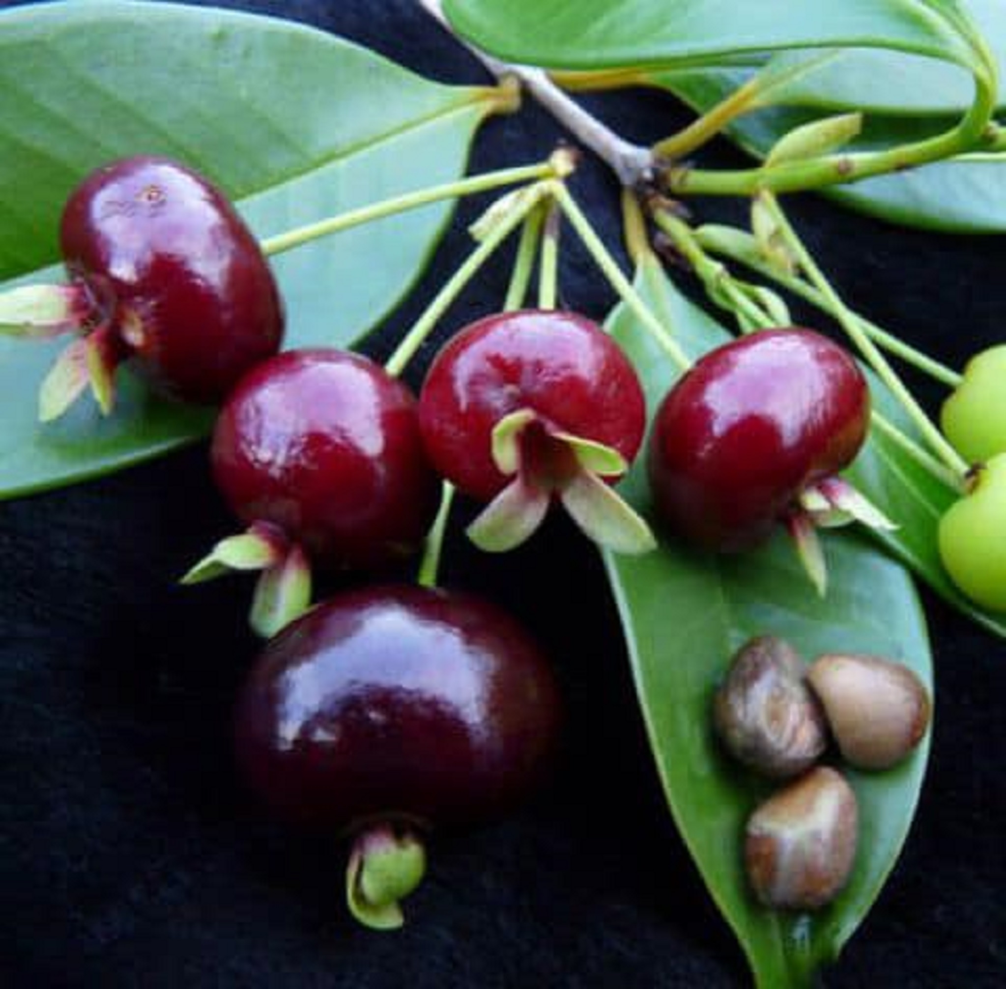 Cây giống Cherry Anh Đào Mỹ. [Express J&T ]