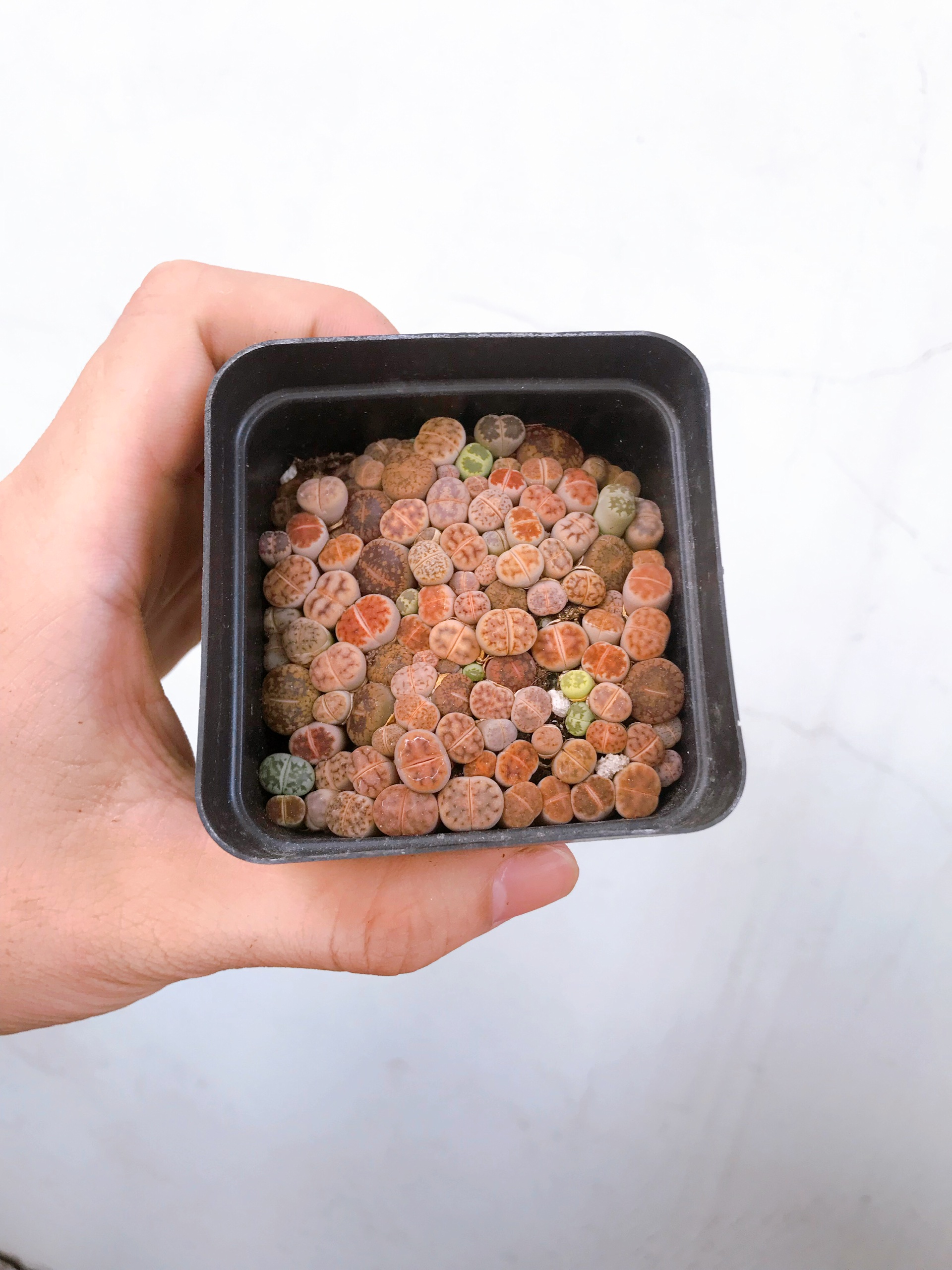 cây sen đá mông sen đá lithops thạch lan size nhỏ