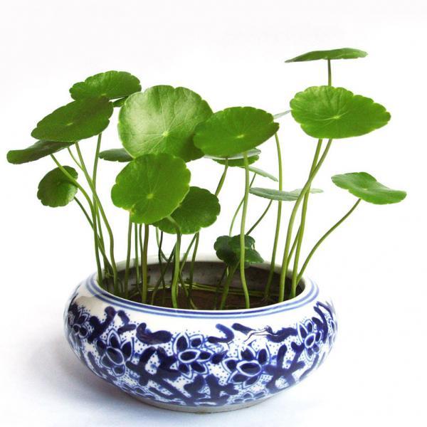 [3 packs] - Hydrocotyle Verticillata Seeds