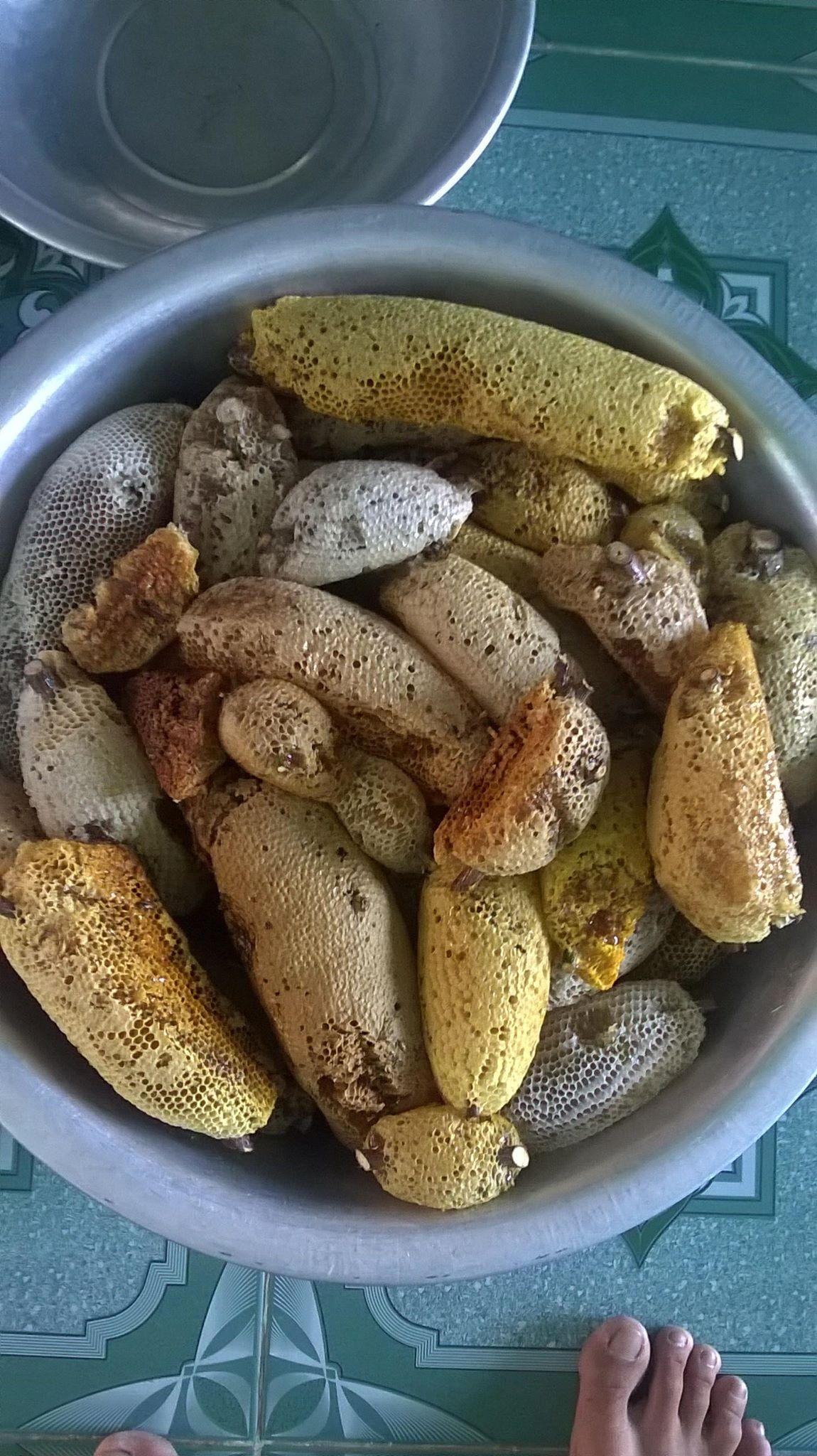 mật ong ruồi nguyên tổ ( r.ừng nguyên sinh Tây Nguyên )