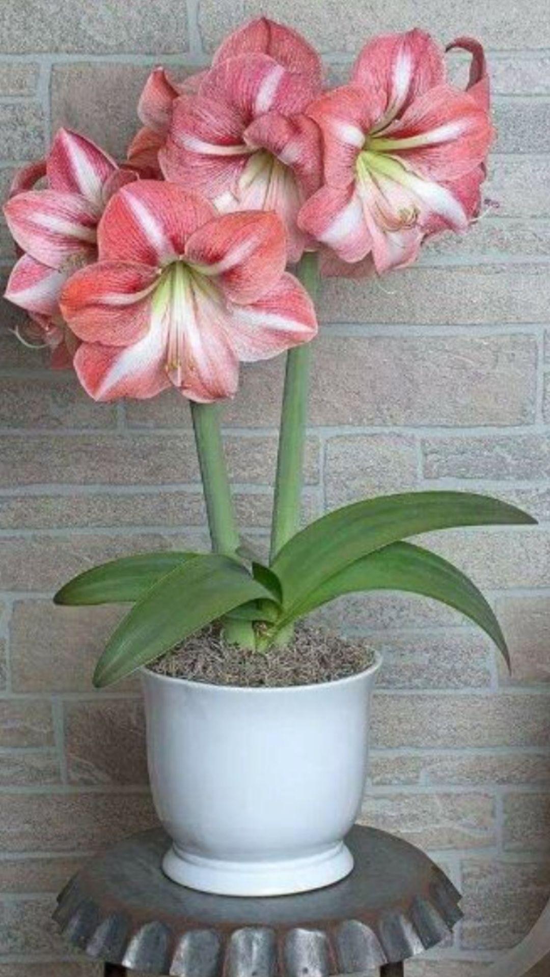 5 Củ hoa huệ kép màu hồng phấn