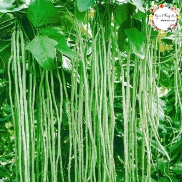 Giống Đậu Đũa Hạt Trắng - Gói 20 Gram