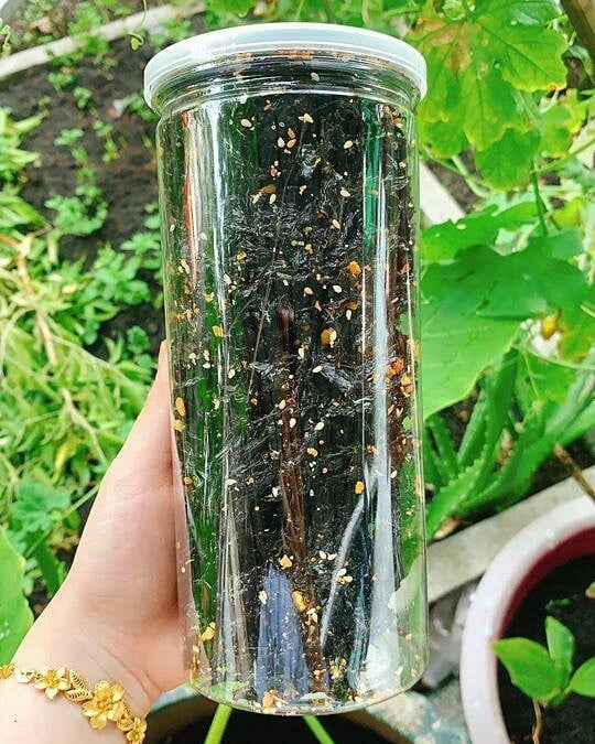 Rong Biển Trai Đẹp 150G