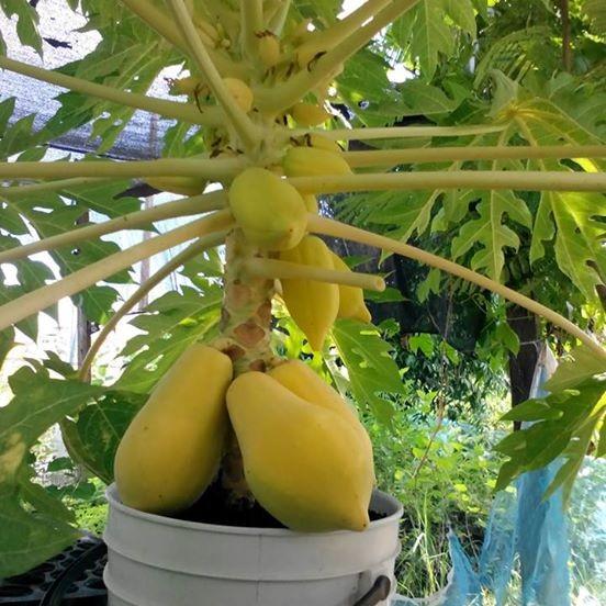 Combo 2 gói hạt giống đu đủ lùn ( đu đủ vàng 5 hạt + đu đủ lùn xanh 10 hạt )