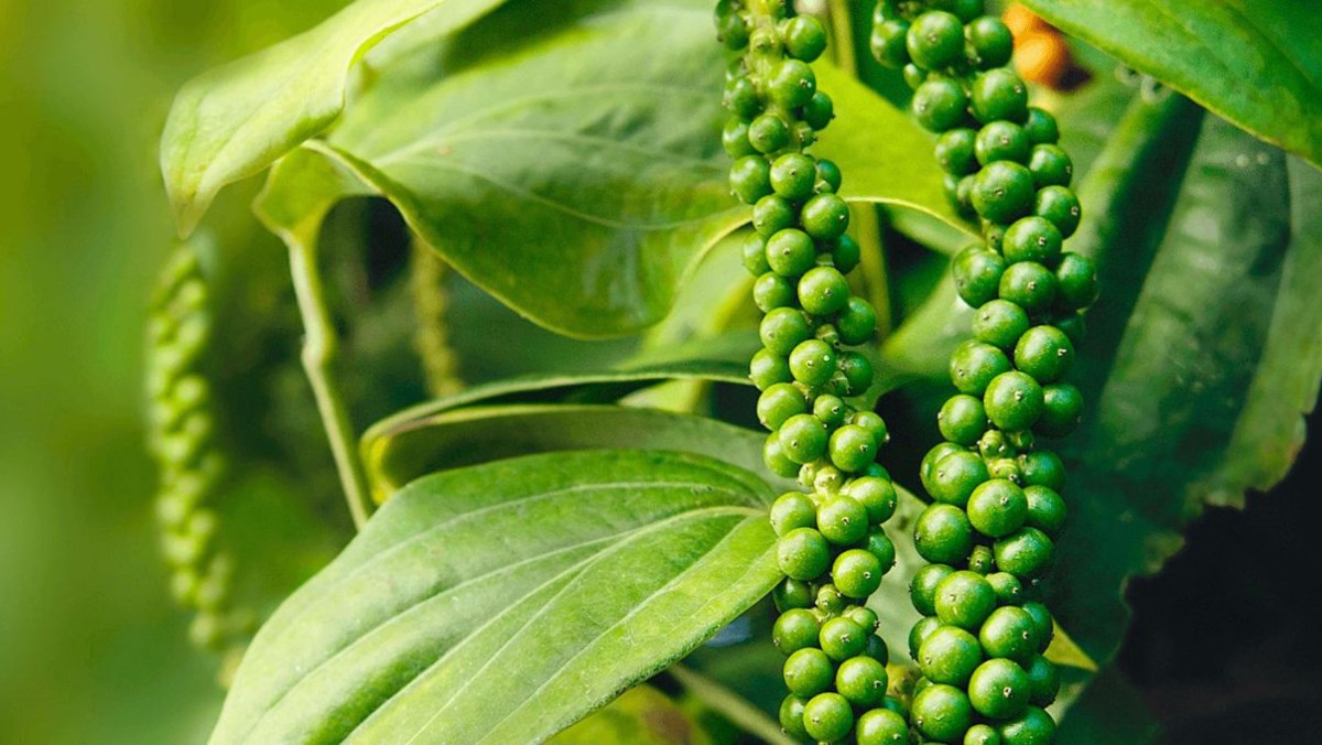 [ 1kg ] tiêu xanh, hồ tiêu, tiêu tươi