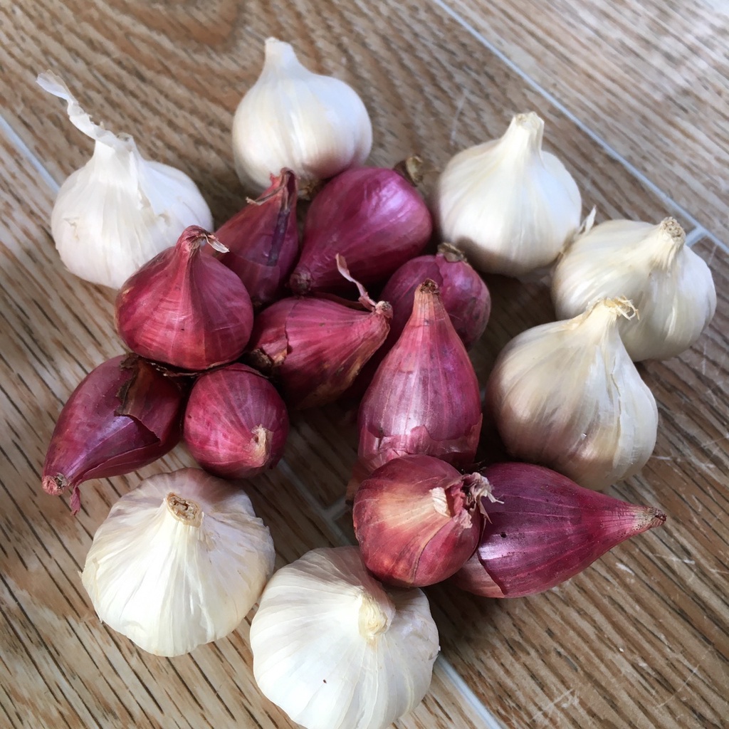 Tỏi củ to  (0,5kg loại ngon) + hành tím (0,5kg loại ngon) - combo