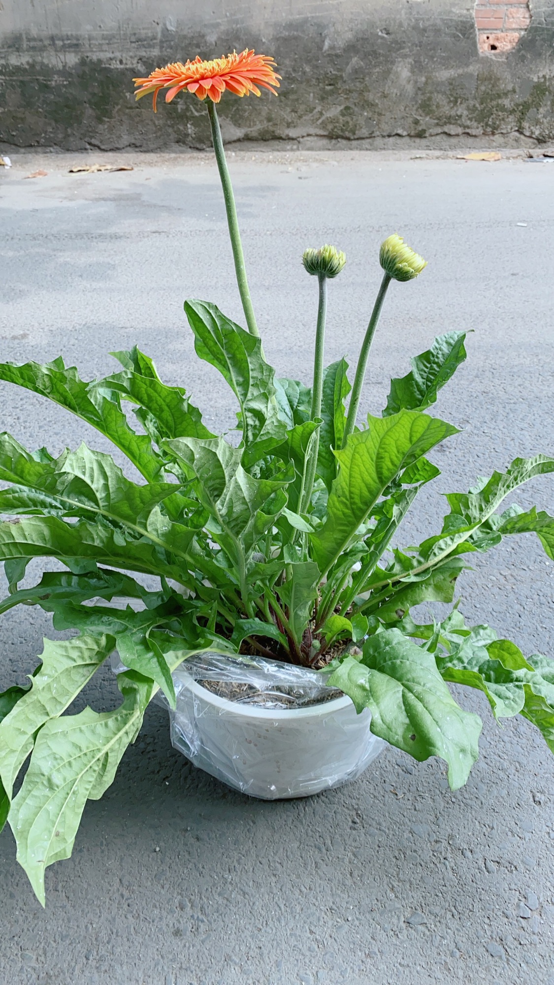 Cây Hoa Đồng Tiền (đỏ, cam, vàng) Size Lớn