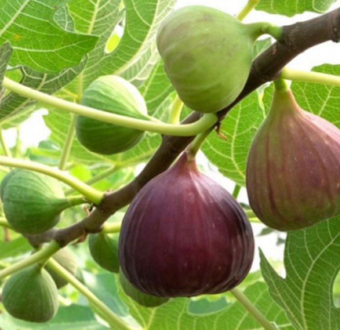 Cây Sung Mỹ đã có trái