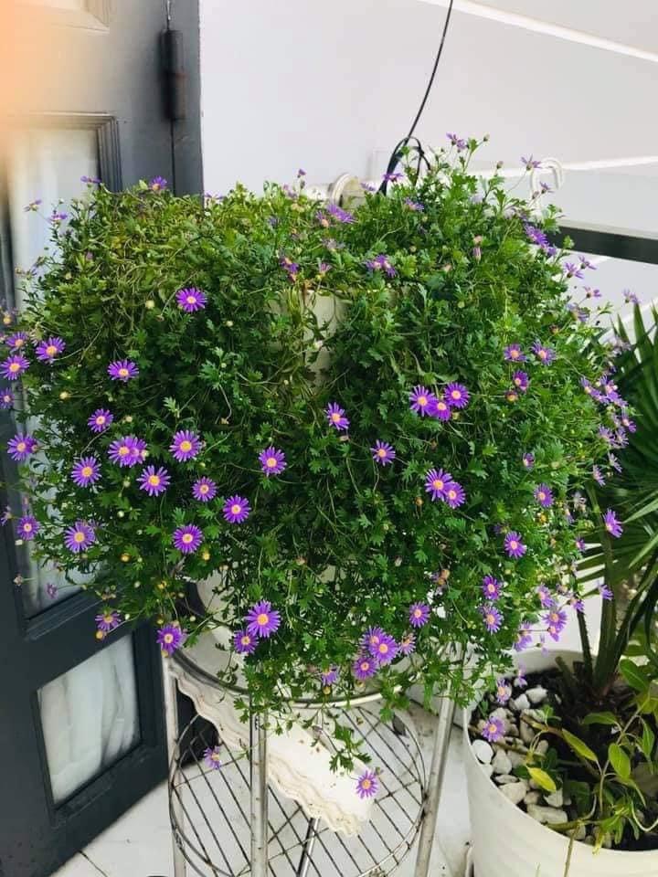 Chậu cây hoa Thạch Thảo rũ màu hồng