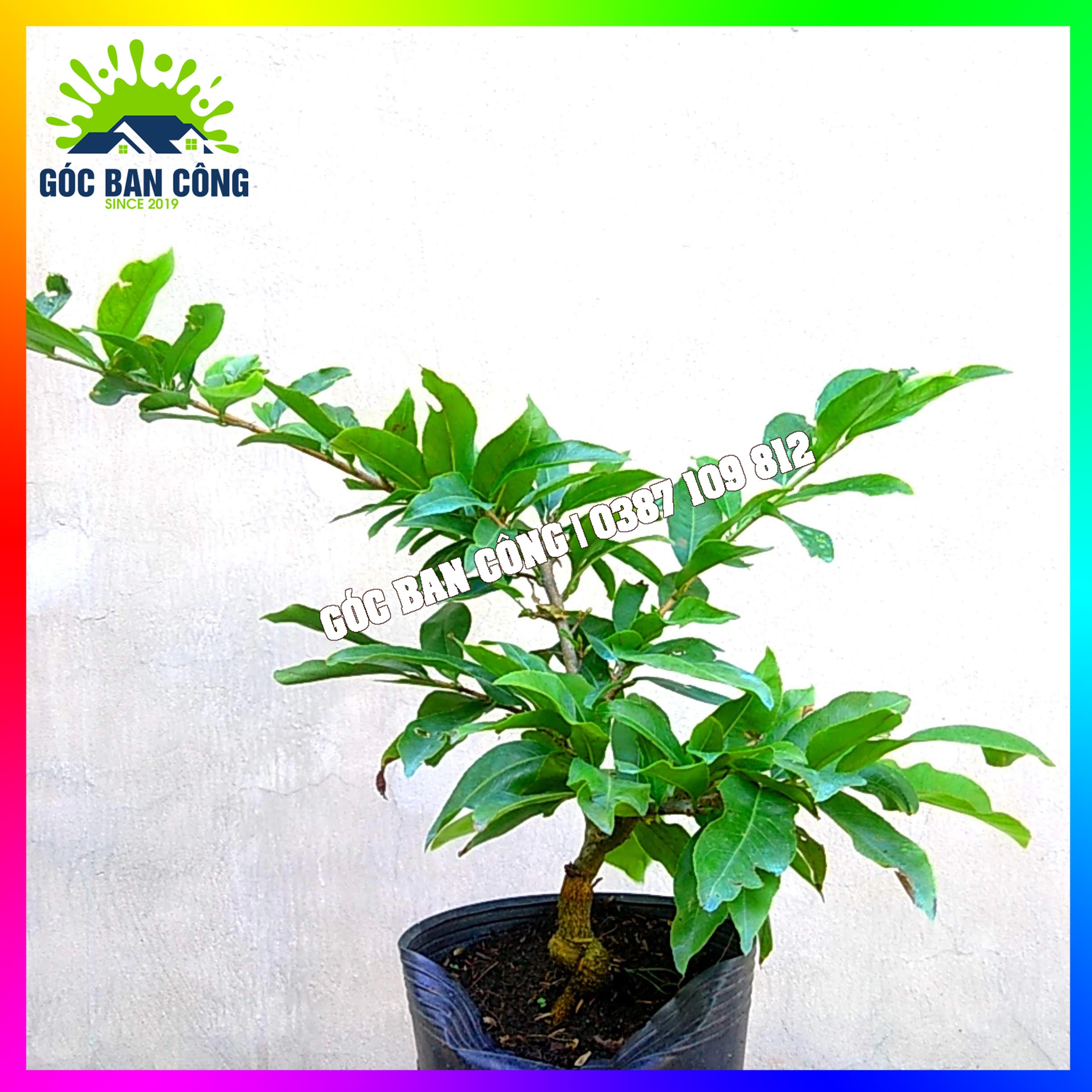 Mai Vàng Bonsai Mini