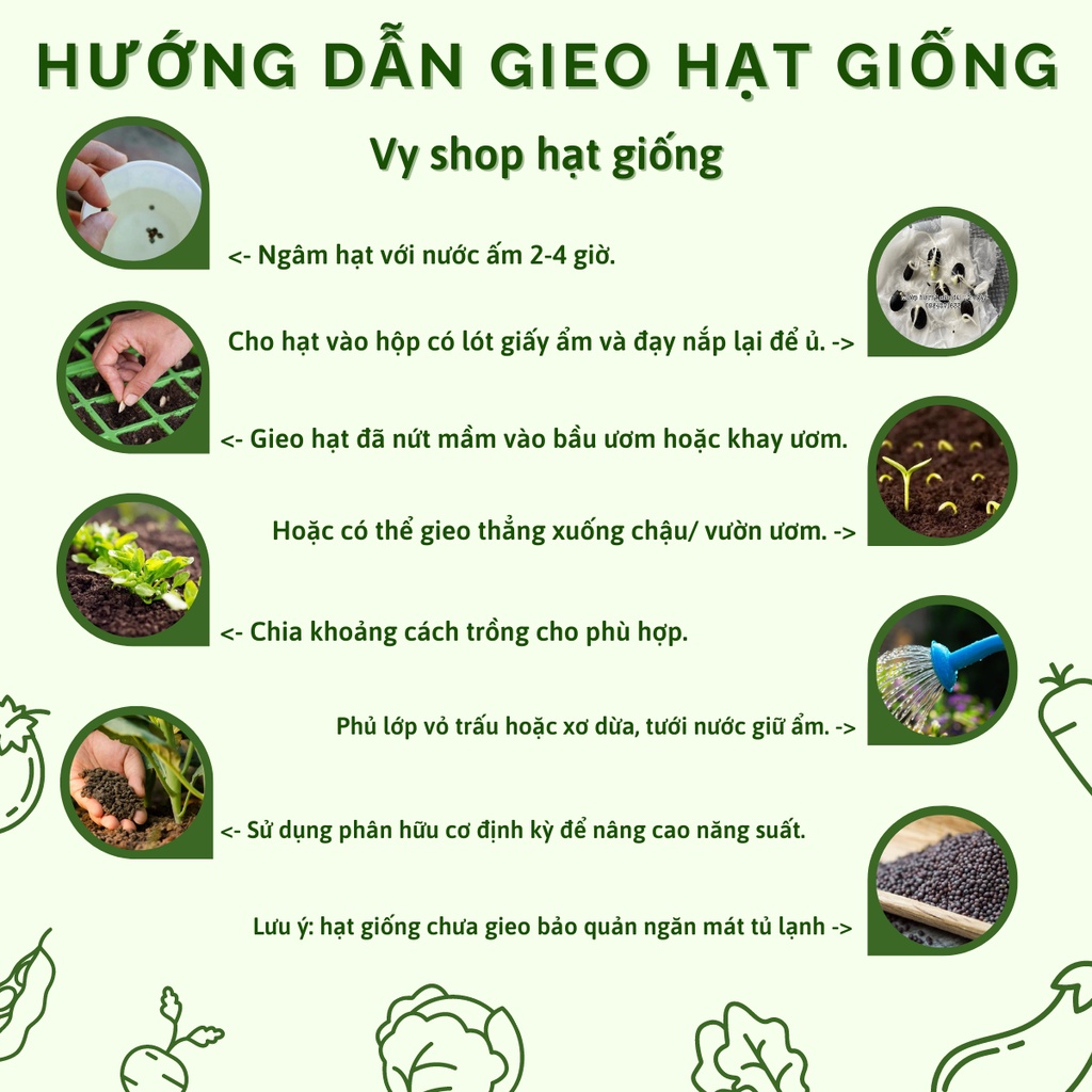 100 hạt giống cúc vạn thọ pháp