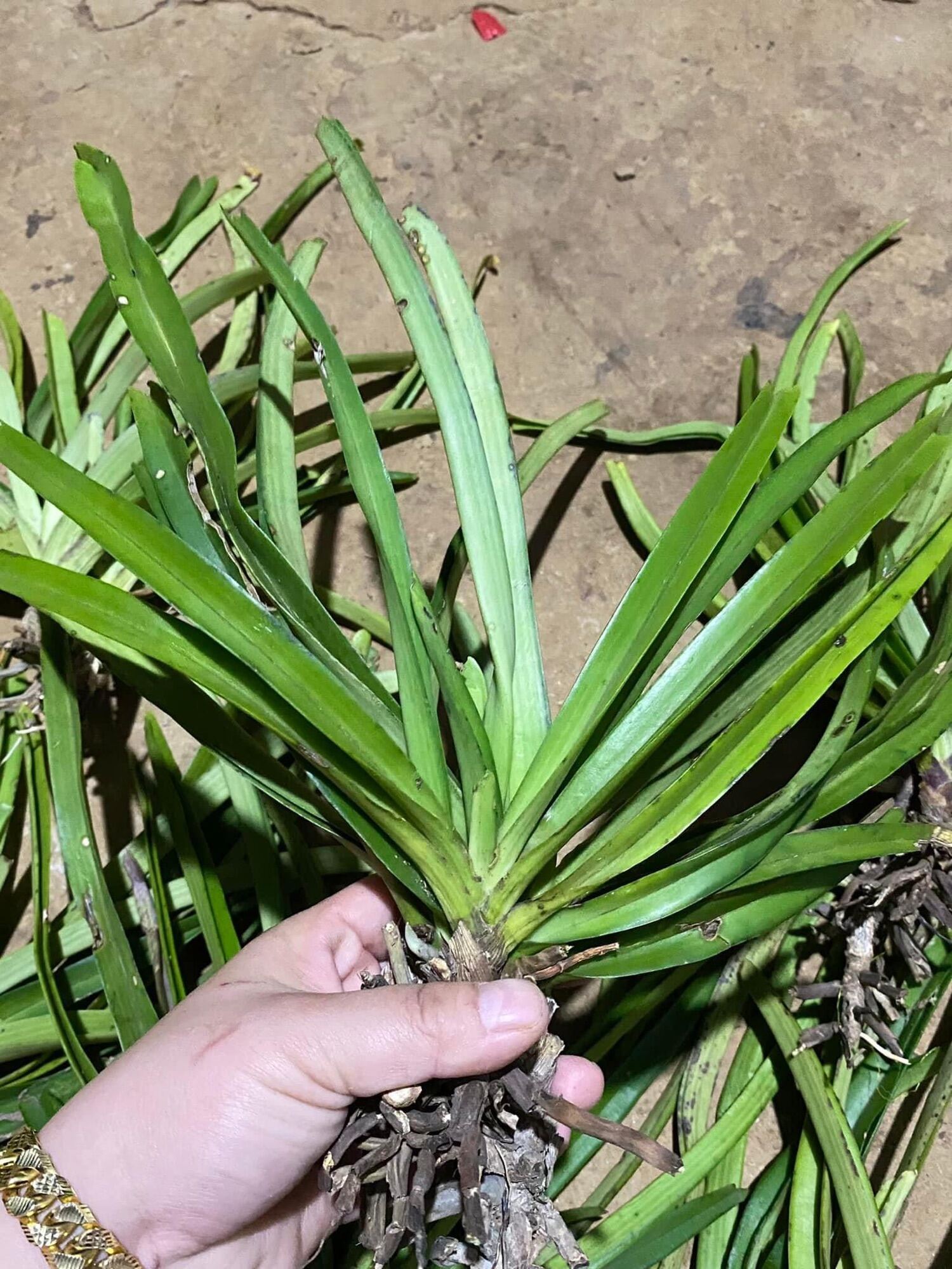 Hoa Lan đuôi chồn (1 cây)