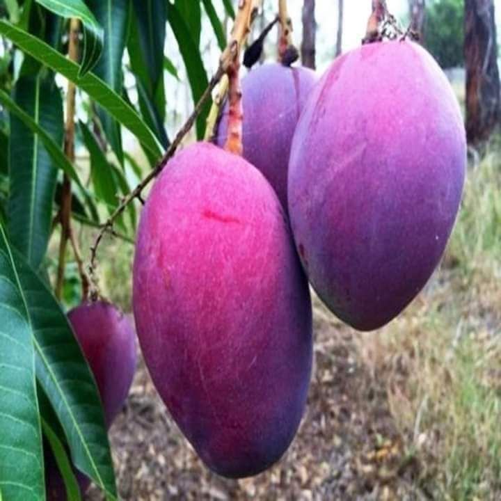 cây giống xoài tím