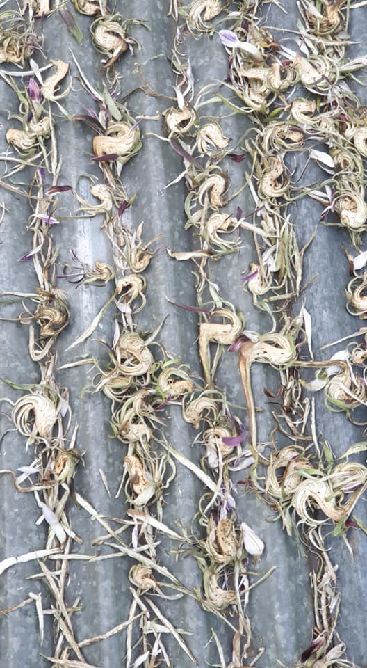 Bông Atiso khô 500gr (Loại 1) - Đà Lạt