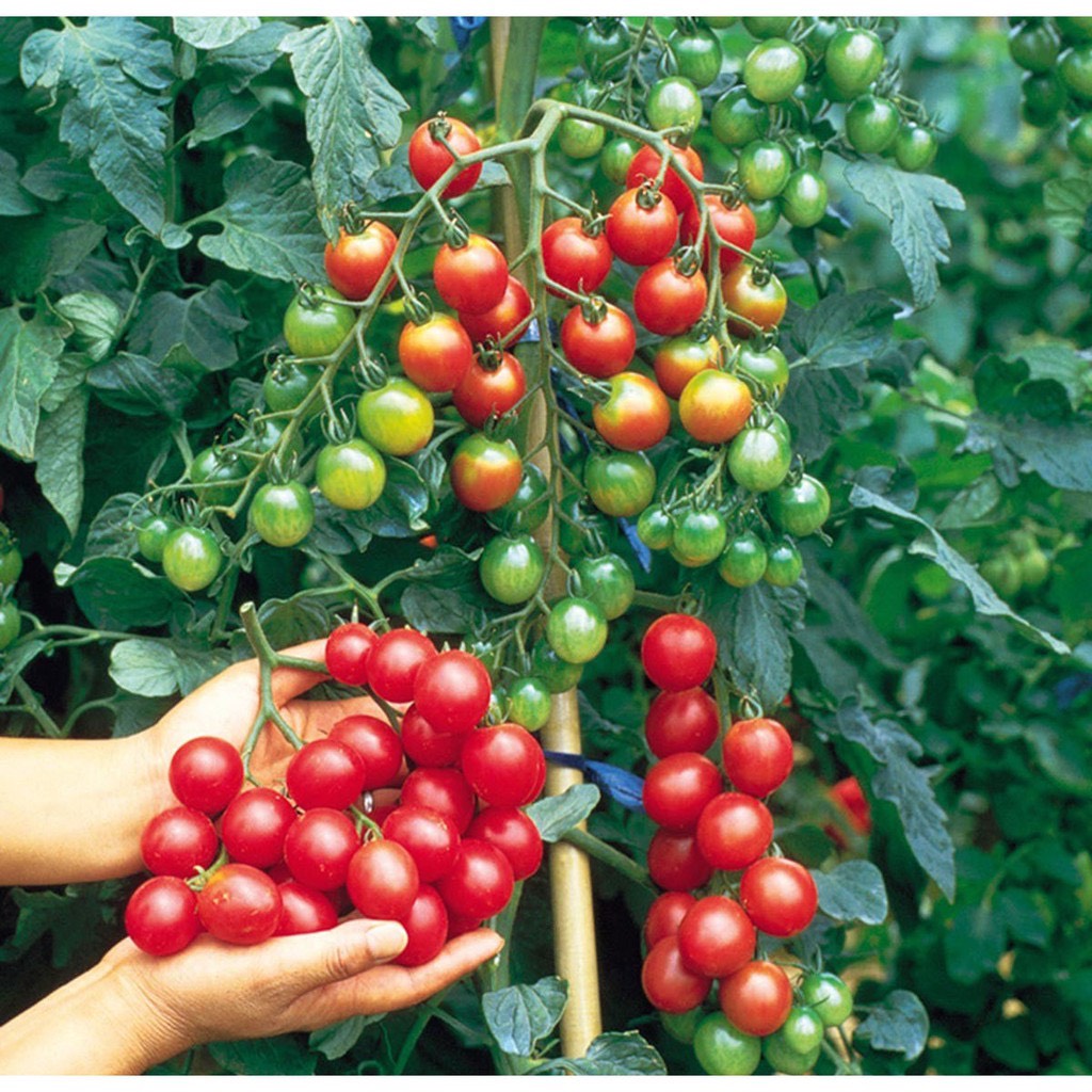 Hạt Giống Cà Chua Chuỗi Ngọc ( Cà Chua Bi IDYII F1 )